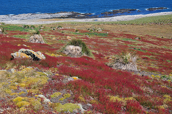 Steeple Jason, with part of the black-browed albatross colony along the shore