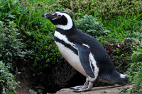 Magellanic penguin, New Island