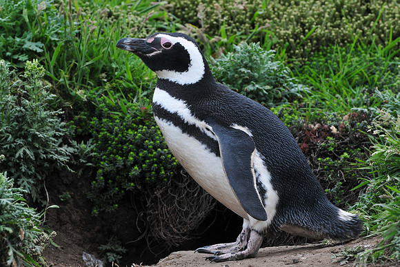 Magellanic penguin, New Island