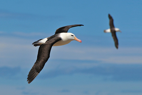 Black-browed albatross, Steeple Jason