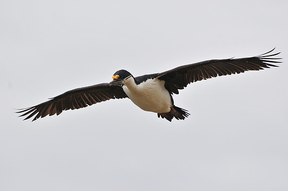 Blue-eyed shag, Settlement Rookery, New Island