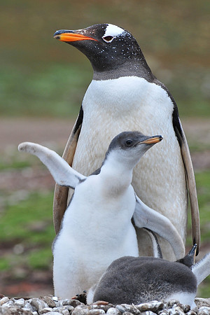 Gentoo penguin and chicks, Steeple Jason