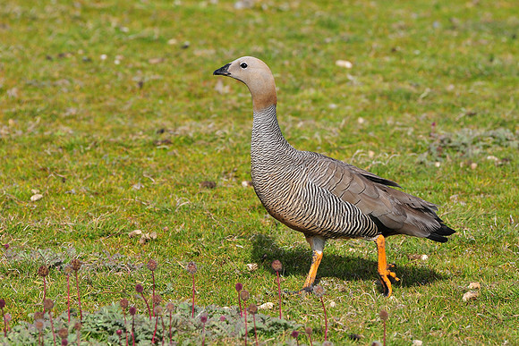 Ruddy-headed goose, Carcass Island