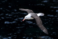 Black-browed albatross, Albatross Bay, New Island