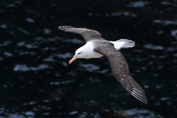 Black-browed albatross, Albatross Bay, New Island