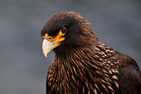 Striated caracara, Albatross Bay, New Island