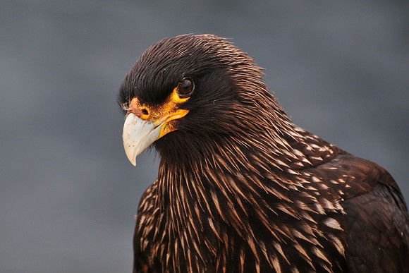 Striated caracara, Albatross Bay, New Island