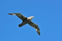 Southern giant-petrel, seen en route from Ushuaia to the Falklands
