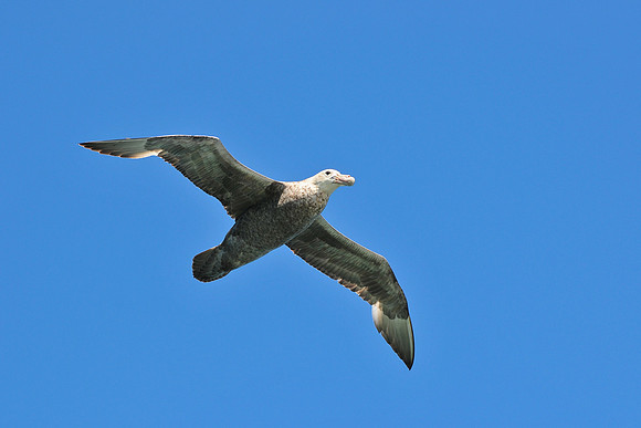 Southern giant-petrel, seen en route from Ushuaia to the Falklands