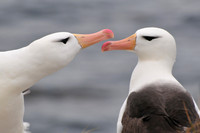 Black-browed albatross courtship display, Albatross Bay, New Island
