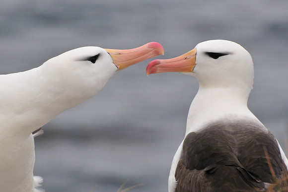 Black-browed albatross courtship display, Albatross Bay, New Island