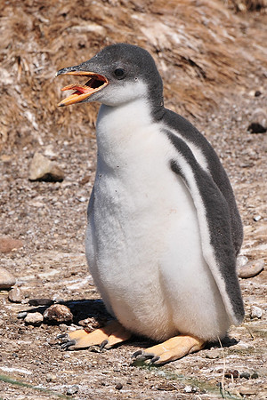 Gentoo penguin chick, Steeple Jason
