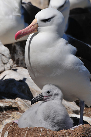 Black-browed albatross and chick, Steeple Jason