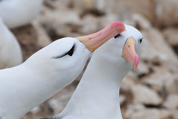 Black-browed albatross courtship display, Steeple Jason