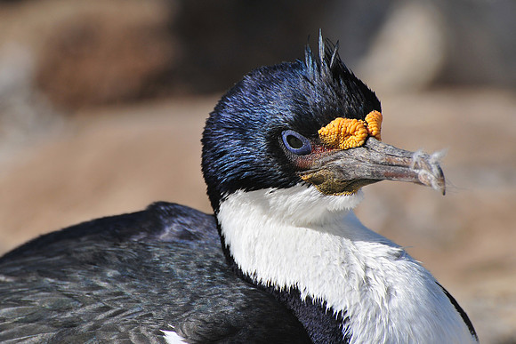 Blue-eyed shag, Settlement Rookery, New Island
