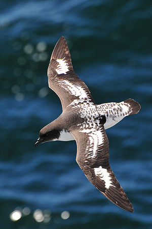 Pintado near the Danger Islands