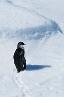 Immature emperor penguin near the Danger Islands