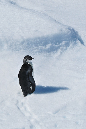 Immature emperor penguin near the Danger Islands
