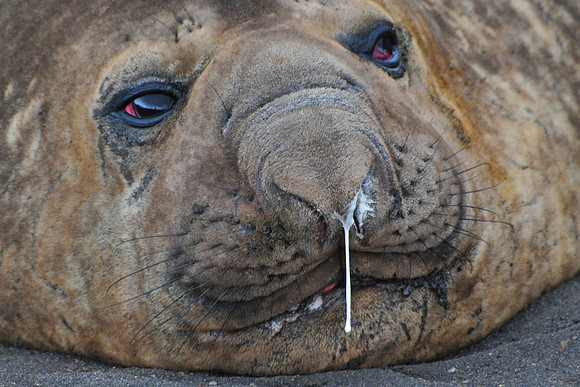 Elephant seal, Hannah Point, Livingston Island