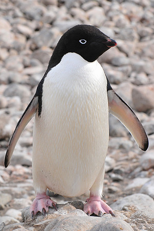 Adelie penguin, Paulet Island