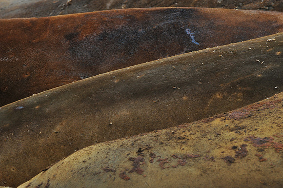 Elephant seals, Hannah Point, Livingstone Island