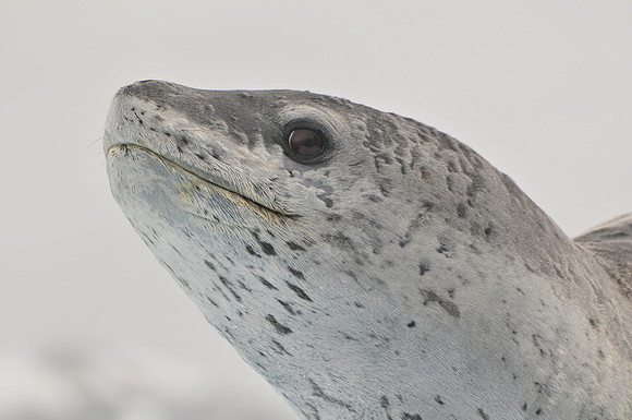 Leopard seal, Cierva Cove