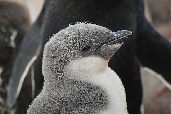 Chinstrap penguin chick, Baily Head, Deception Island