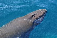 Humpback whale near the Danger Islands