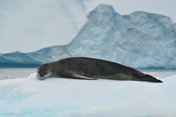 Leopard seal, Cierva Cove