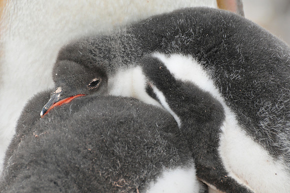 Gentoo penguin chicks, Port Lockroy