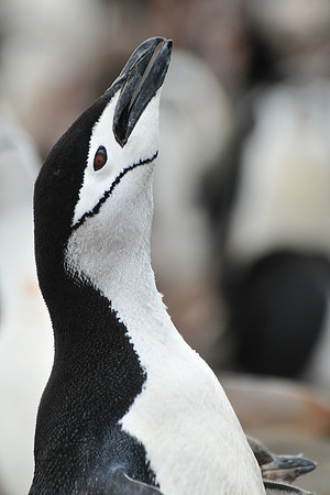 Chinstrap penguin ecstatic display, Baily Head, Deception Island