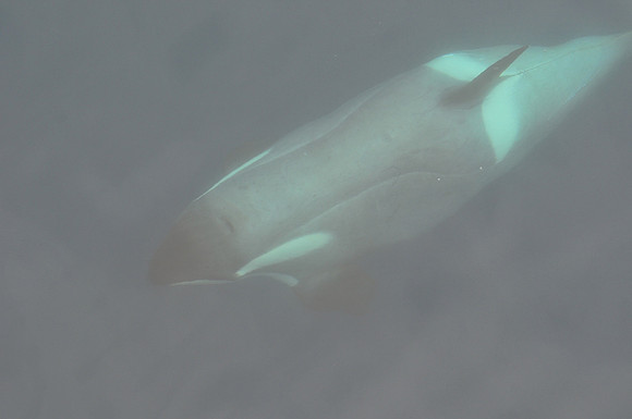 Orca (killer whale) near Rongé Island in Gerlache Strait