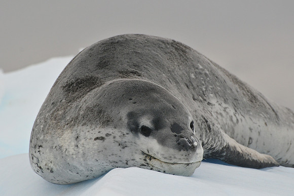 Leopard seal, Cierva Cove