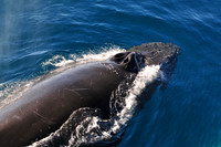 Humpback whale near the Danger Islands