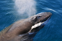 Humpback whale near the Danger Islands