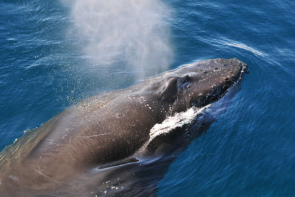 Humpback whale near the Danger Islands