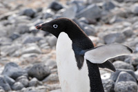 Adelie penguin, Paulet Island