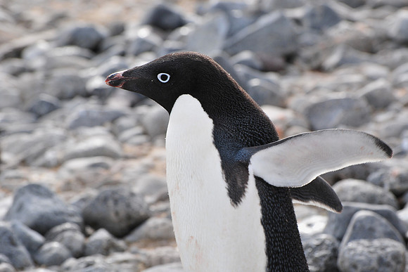 Adelie penguin, Paulet Island