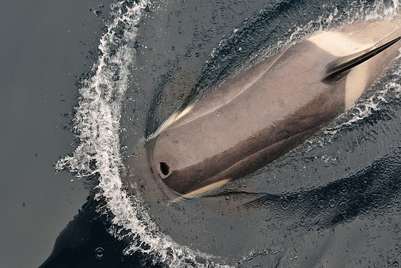 Orca (killer whale) near Rongé Island in Gerlache Strait