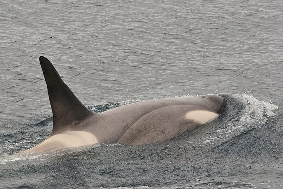 Orca (killer whale) near Rongé Island in Gerlache Strait
