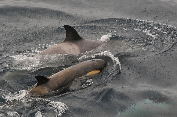Orcas (killer whales) near Rongé Island in Gerlache Strait