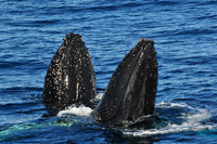 Spyhopping humpback whales near the Danger Islands