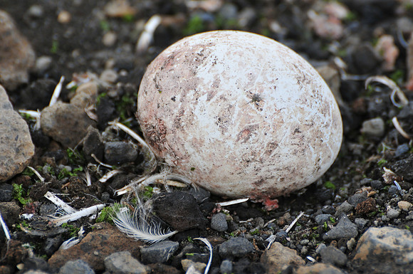 Abandoned chinstrap penguin egg, Deception Island