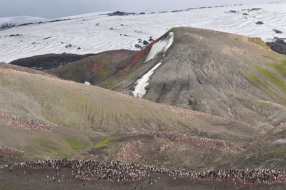 Chinstrap penguin colony, Baily Head, Deception Island
