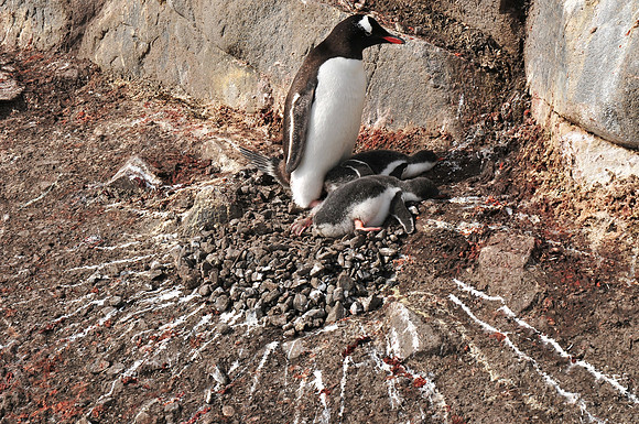 Penguin art, Port Lockroy