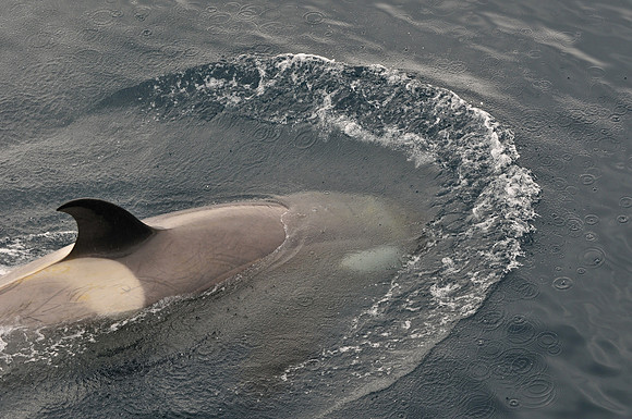 Orca (killer whale) near Rongé Island in Gerlache Strait