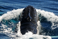 Humpback whale near the Danger Islands