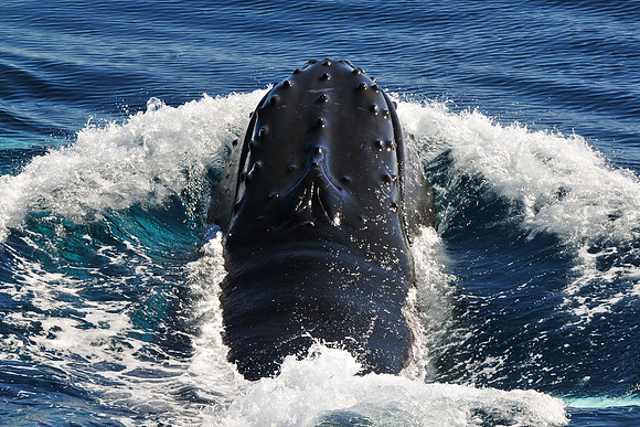 Humpback whale near the Danger Islands