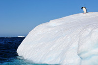 Adelie penguin on an iceberg near Paulet Island