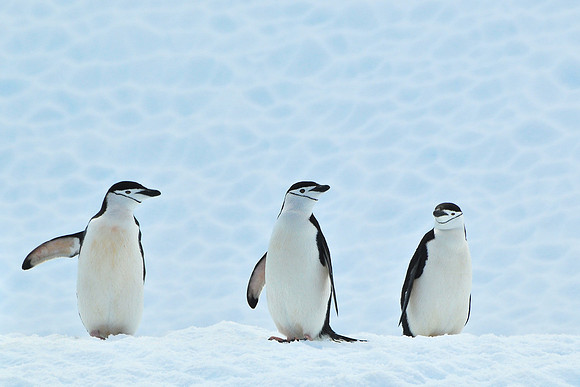 Chinstrap penguins, Cierva Cove